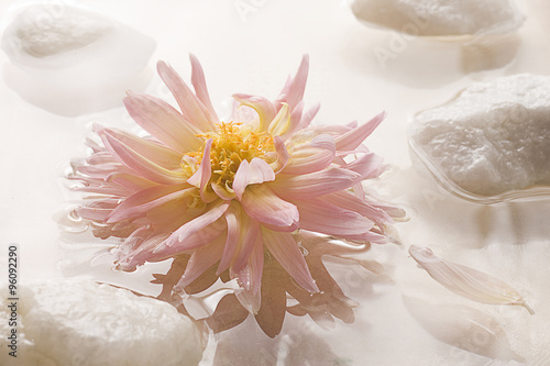 Pink Dahlia Floating on Water with Rocks.