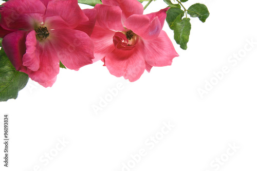 Antique Tea Roses isolated on white background