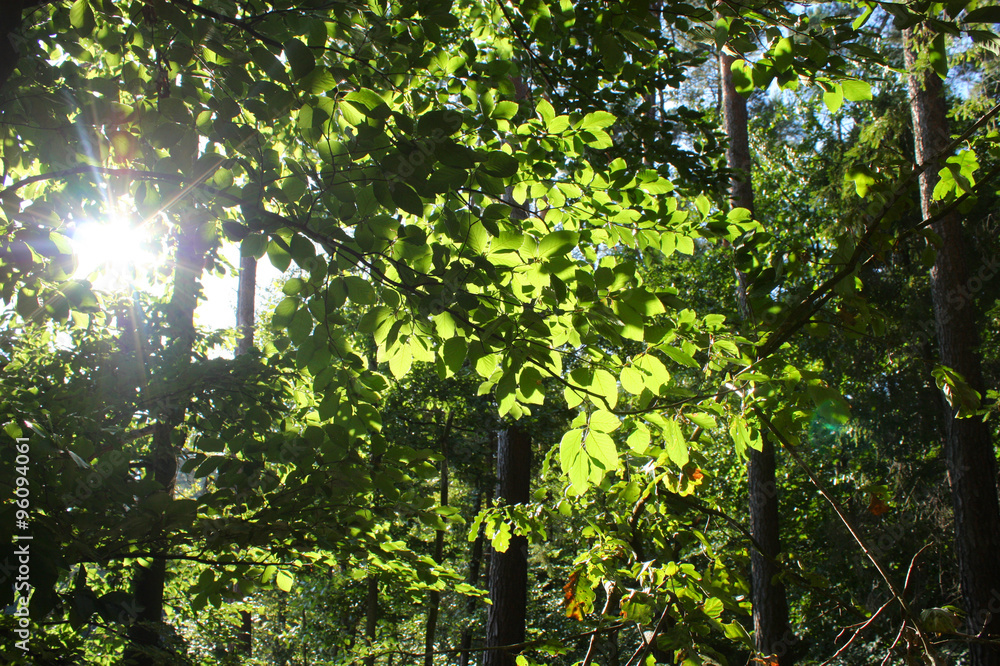Fototapeta premium Dense forest