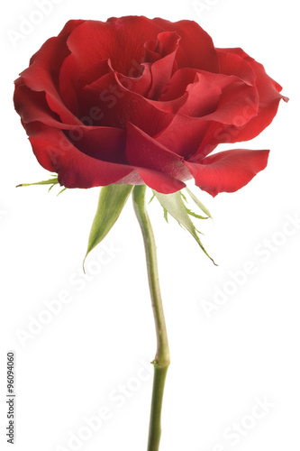 red rose isolated on white
