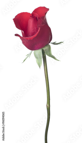red rose isolated on white