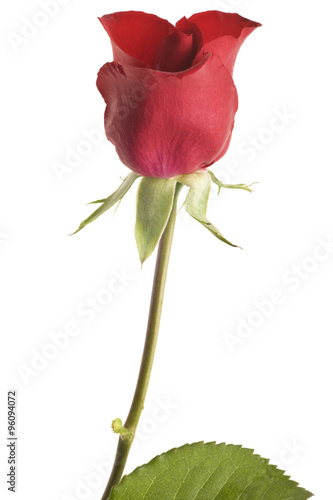 red rose isolated on white