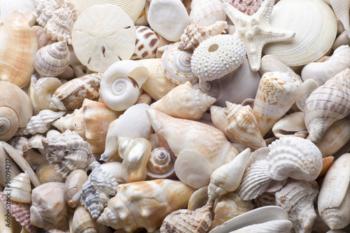 seashell background