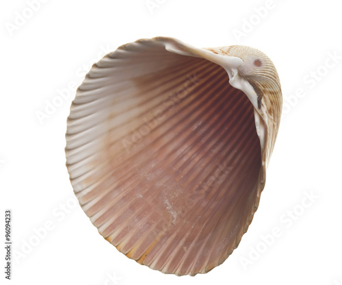 Seashell isolated on white