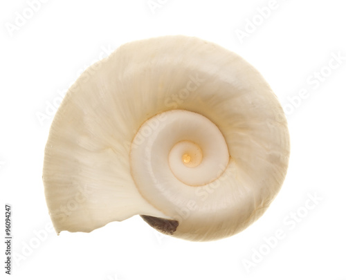 Seashell isolated on white