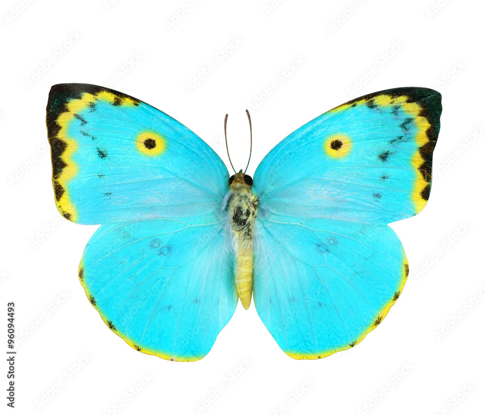Blue and Yellow butterfly isolated on white Blue and Yellow butterfly isolated on white