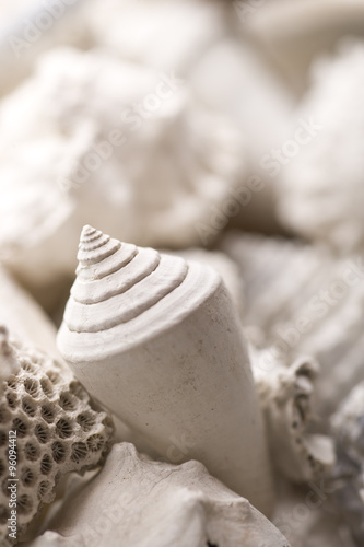 fossilized shell background