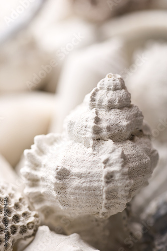 fossilized shell background