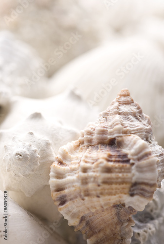 seashell background