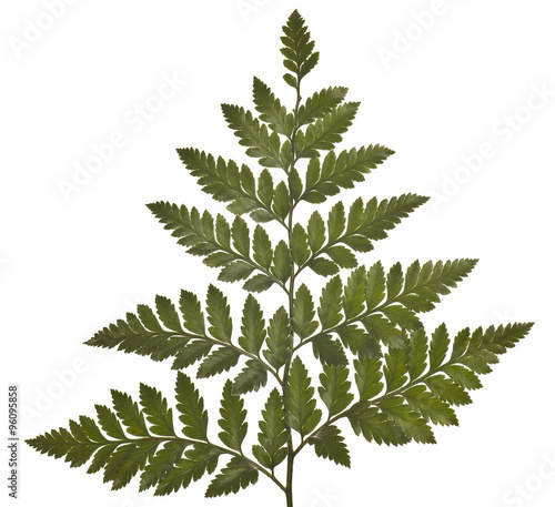 green fern leaf isolated on white background