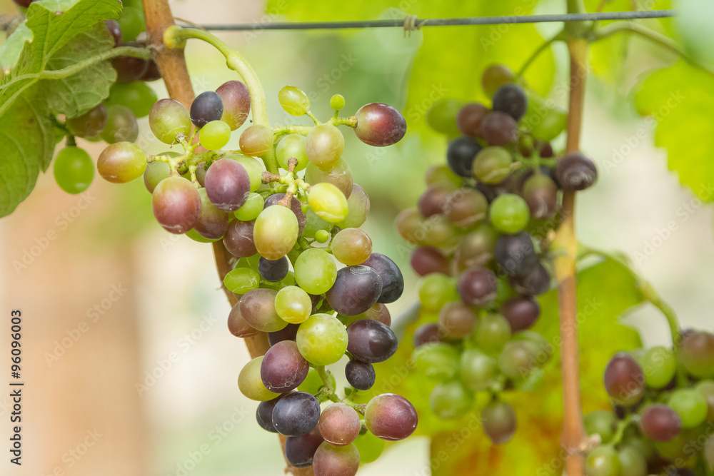 Fresh green grapes with green leaves on the vine Fresh green grapes with green leaves on the vine