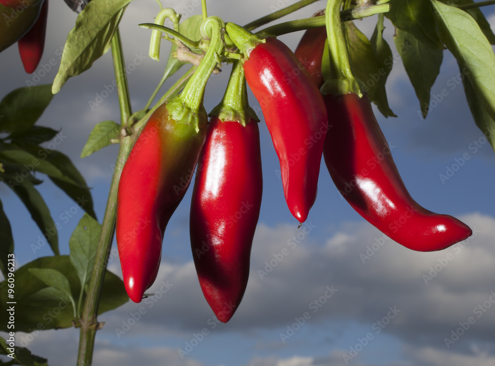 Bunch of red chili peppers still on the plant with clouds behind like a Christmas card in the Southwest Bunch of red chili peppers still on the plant with clouds behind like a Christmas card in the Southwest