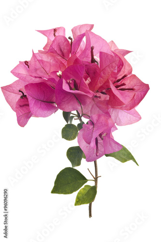 Bougainvillea with pink blossoms isolated on white background