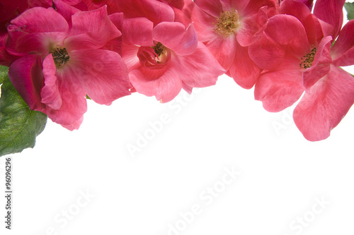 Antique Tea Roses isolated on white background