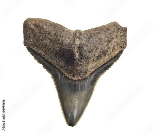 fossilized shark teeth isolated on white