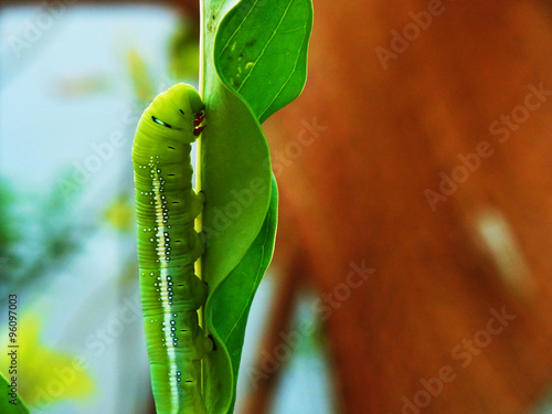 Foto Caterpillar