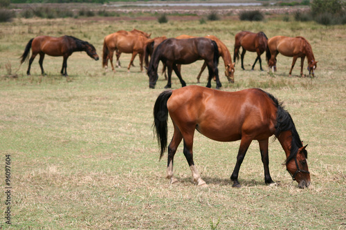 Fototapeta Naklejka Na Ścianę i Meble -  Horses in a field. Sardinia (Italy)
