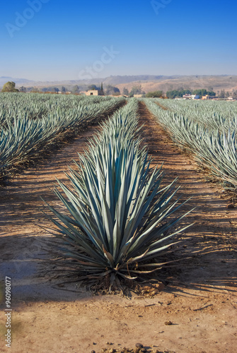 Fotografi Lanscape tequila guadalajara