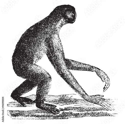 The siamang, gibbon ape of the Miocene period, vintage engraving