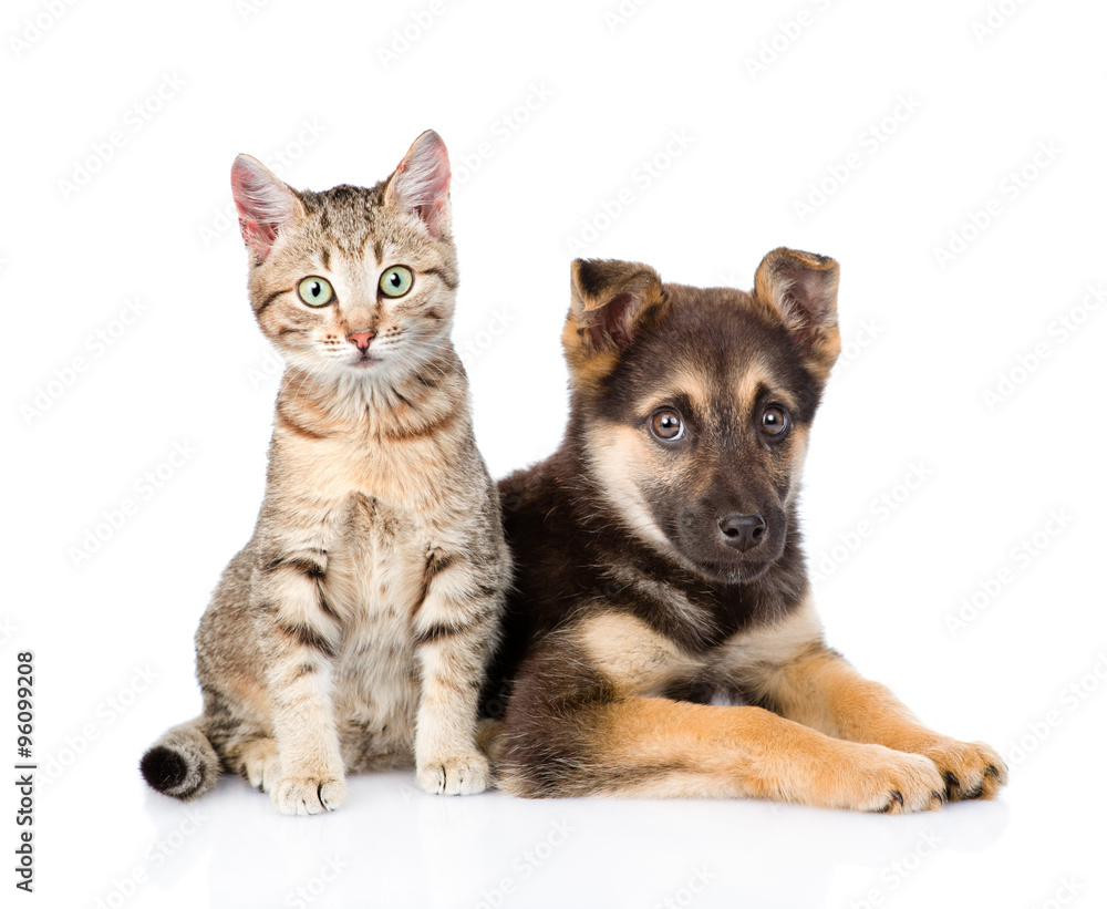 crossbreed dog and tabby kitten looking at camera. isolated on w