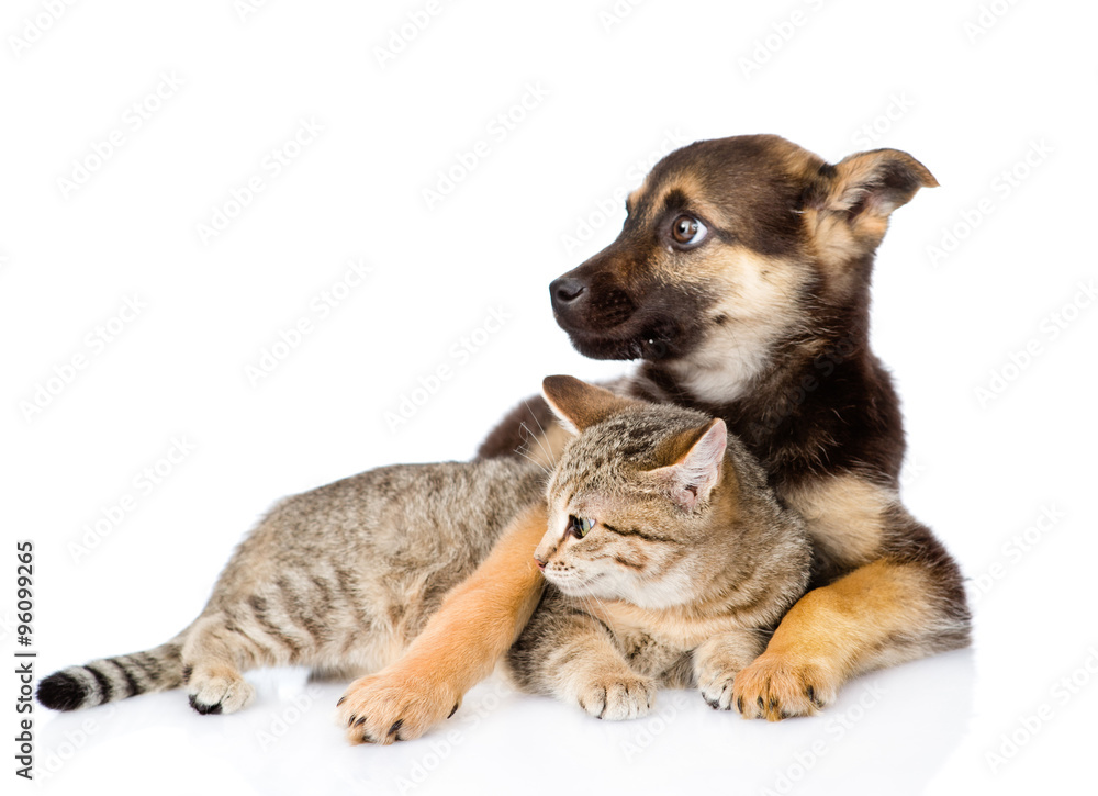 mixed breed dog embracing tabby cat and looking away. isolated o mixed breed dog embracing tabby cat and looking away. isolated o