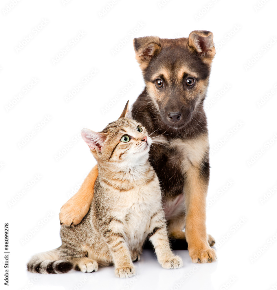 crossbreed dog embracing small tabby cat. isolated on white back