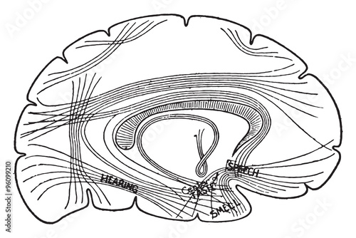 Diagram showing important centers in the brain and their associa