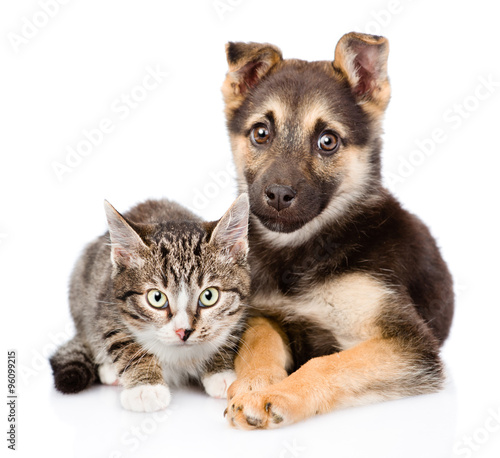 dog and kitten looking at camera together. isolated on white bac