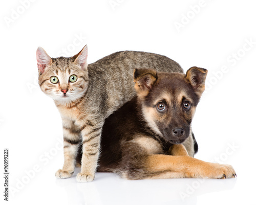 Fototapeta Naklejka Na Ścianę i Meble -  small tabby cat and crossbreed dog together. isolated on white b