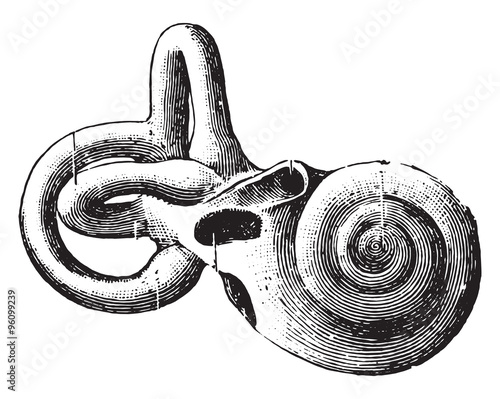 Semicircular canals and shell, vintage engraving.