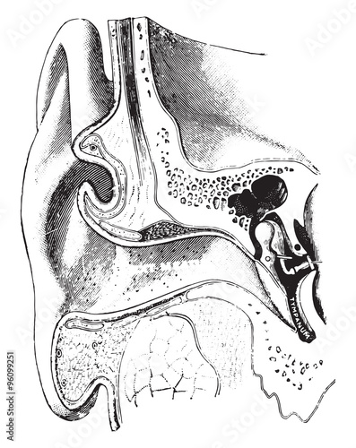 A diagrammatic view of the ear, vintage engraving. photo