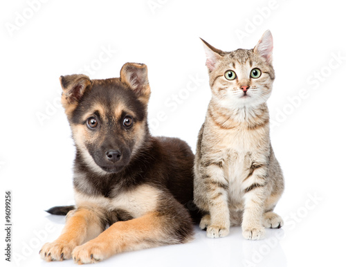 cat and dog sitting in front. isolated on white background © Ermolaev Alexandr