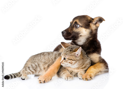 mixed breed dog embracing tabby cat and looking away. isolated o