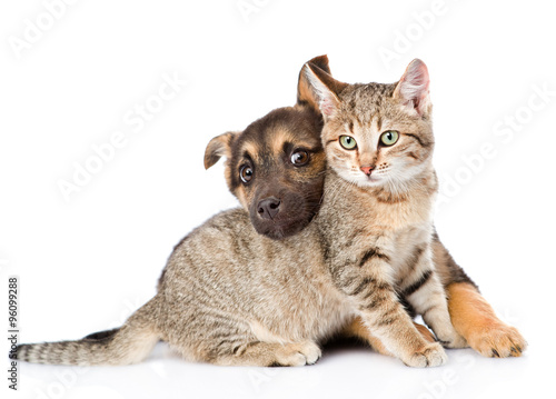puppy playing with tabby cat. isolated on white background