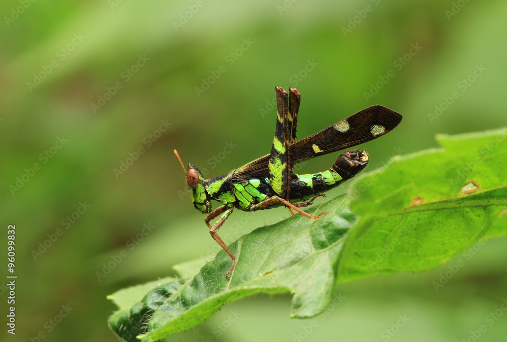 Grasshopper on green leaf in the garden Grasshopper on green leaf in the garden