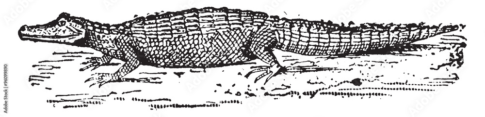 Fototapeta premium Alligator, vintage engraving.