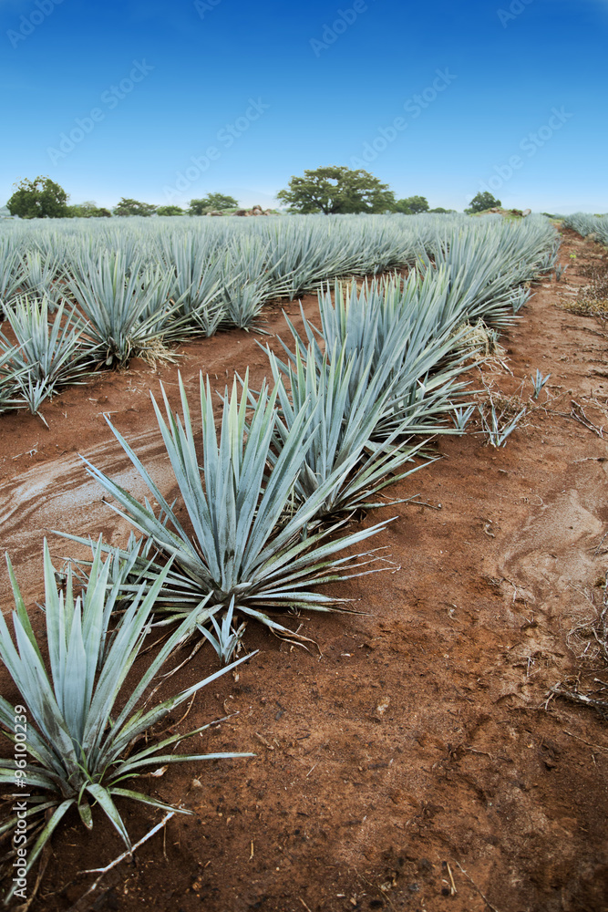 Tequila Landscape