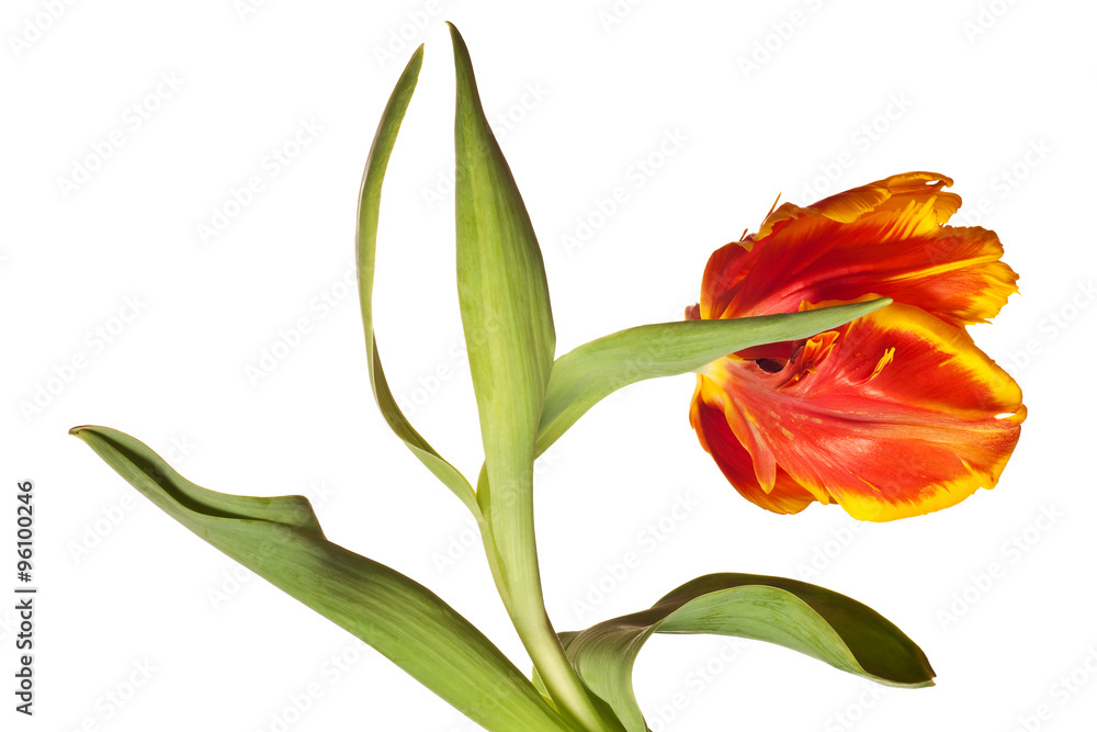 Spring Tulips Spring Tulips