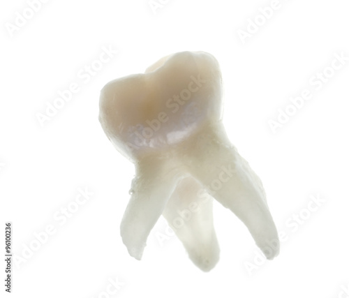 Принти на полотні extracted baby molar tooth with roots