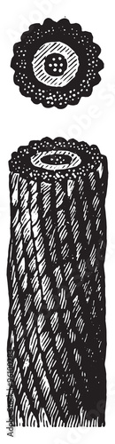 First transatlantic cable, vintage engraving.