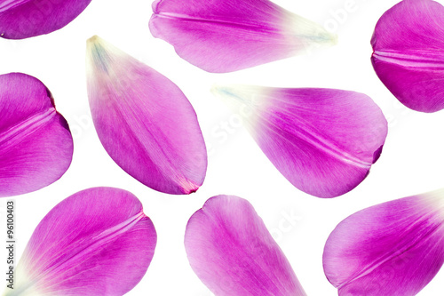 purple tulip petals isolated on white background