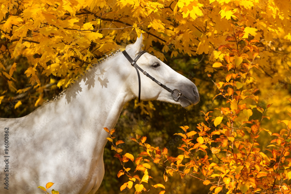 Naklejka premium Portrait of beautiful white horse in orange leaves in fall