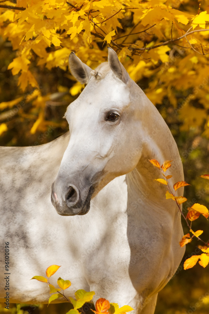 Fototapeta premium Portrait of beautiful white horse in orange leaves in fall