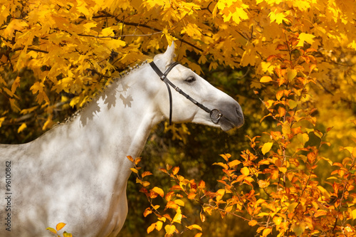 Portrait of beautiful white horse in orange leaves in fall #96100862