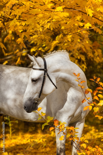 Portrait of beautiful white horse in orange leaves in fall