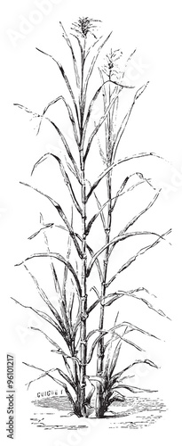 Sugarcane, vintage engraving.