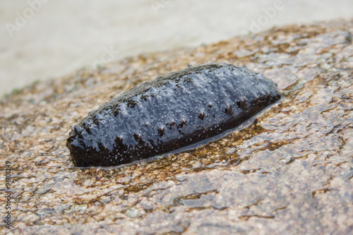 Sea cucumber. Mediterranean sea