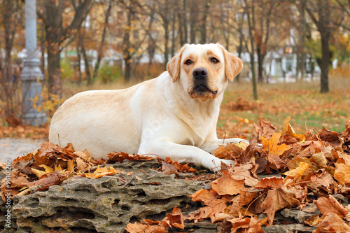 yellow labrador in the park in autumn © yarvet