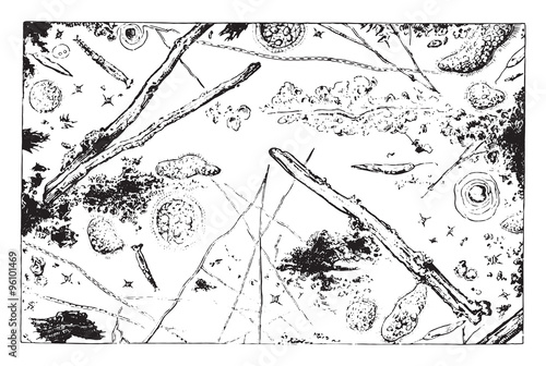 Microscopic water for Siene leads to the sewer collector Asniere