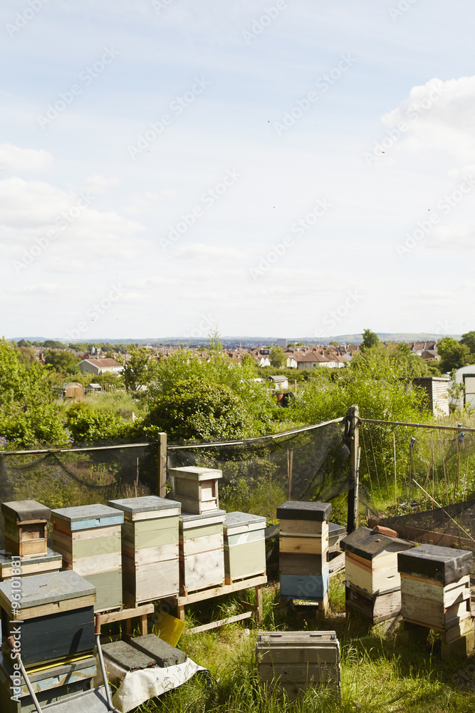 A collection of beehives in the corner of an allotment in a city. A collection of beehives in the corner of an allotment in a city.
